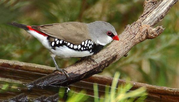 brilliantovaya-amadina-kartinka