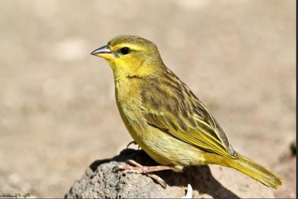 Золотистый воробей