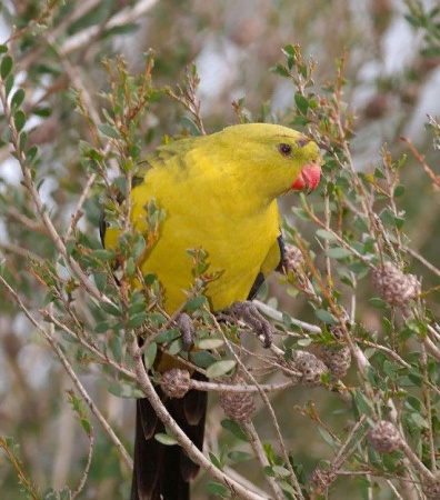 Горный попугай (Polytelis anthopeplus)