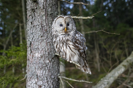 Длиннохвостая неясыть (Strix uralensis) 