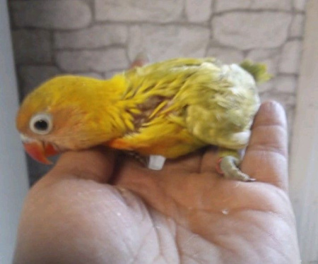 Неразлучник Фишера (Agapornis fischeri) золотой выкормыш 