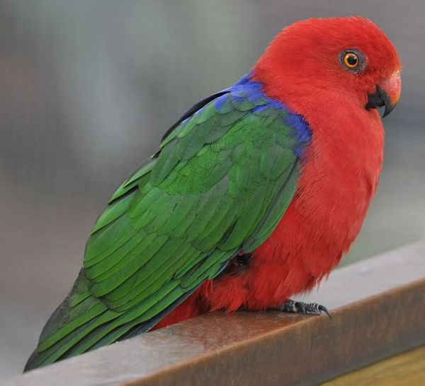 королевский