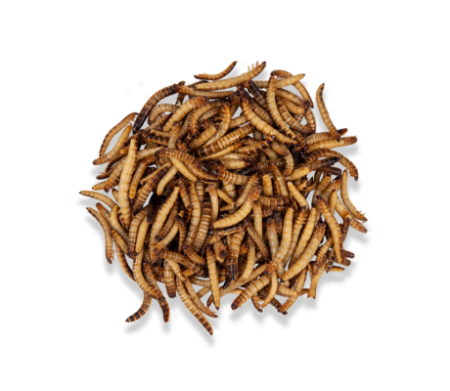 Зоофобос заморозка