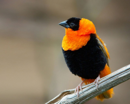 Огненный бархатный ткач