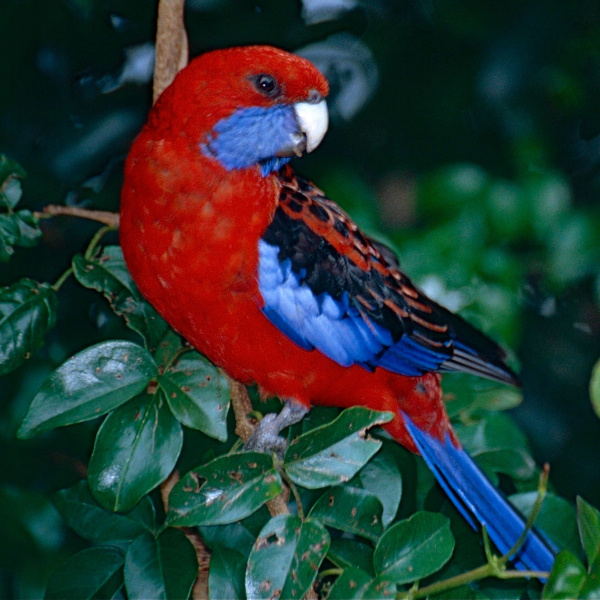 Красная розелла