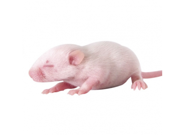 мышь опушенок.jpg