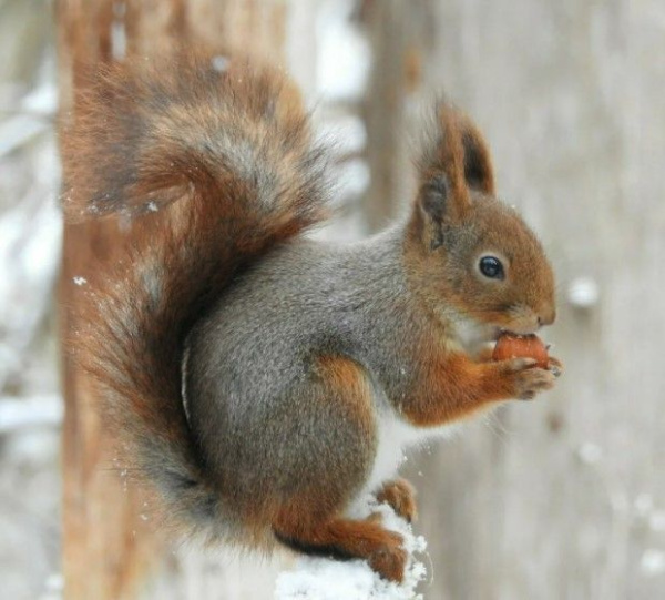 Обыкновенная белка (Sciurus vulgaris)