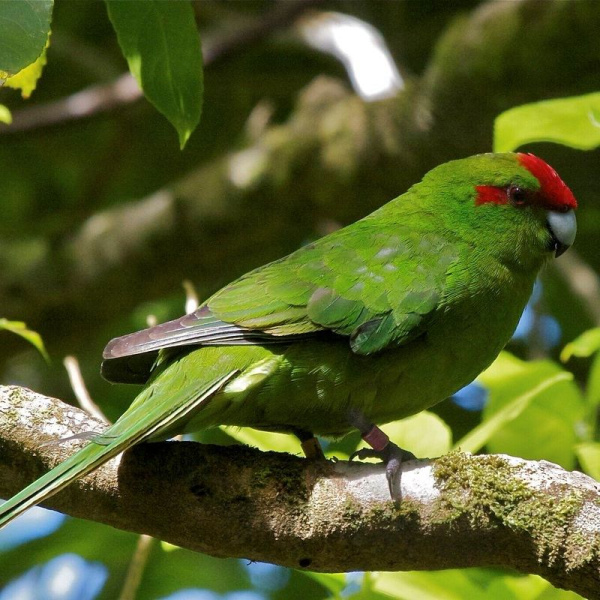 Какарик зеленый1