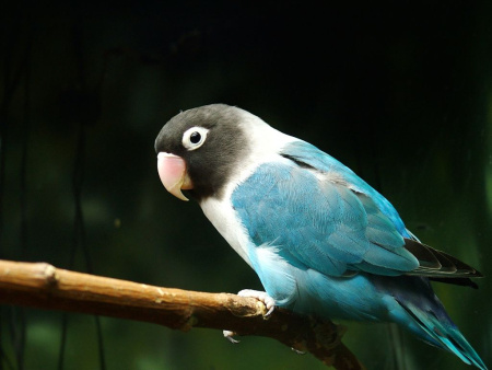 Масковый Неразлучник цветной (Agapornis personatus)