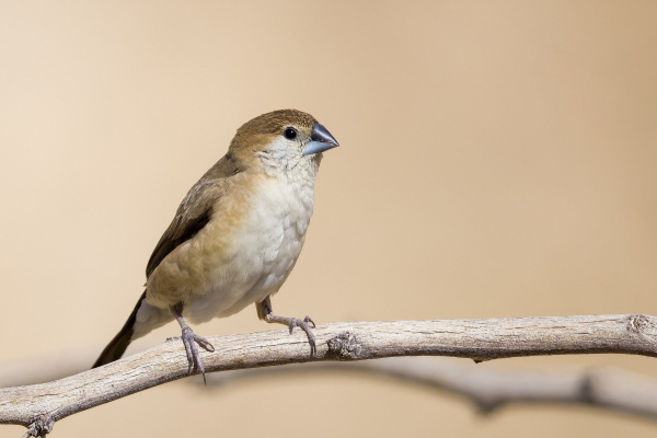 Малабарская амадина