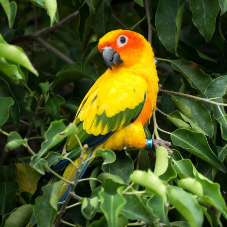 Аратинга солнечный