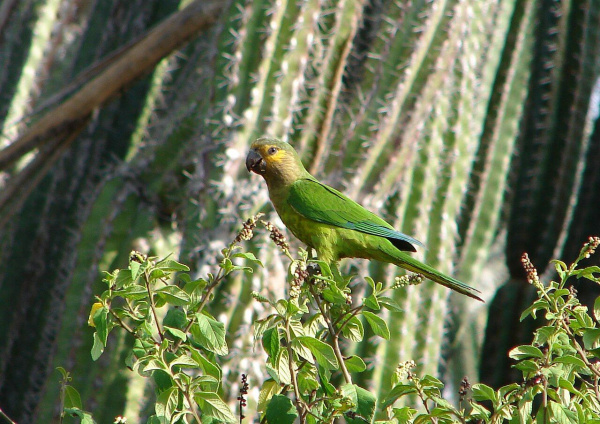 Aratinga_pertinax_-national_park_-Aruba-8
