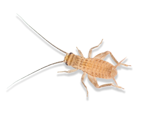 сверчок домой (средний)