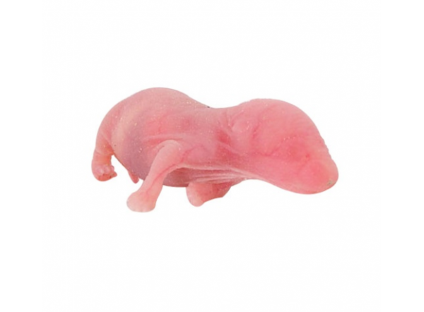 Новорожденная мышь