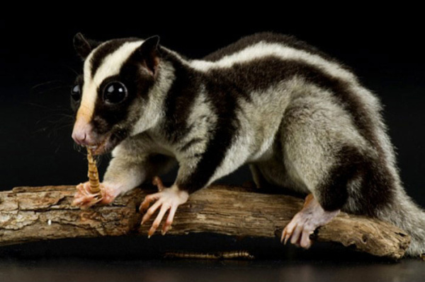 polosatyjjpossum