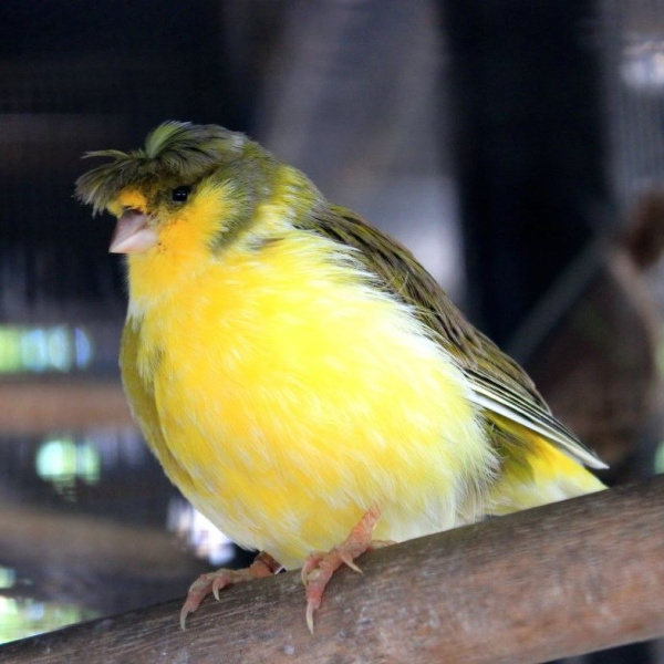 Канарейка хохлатая