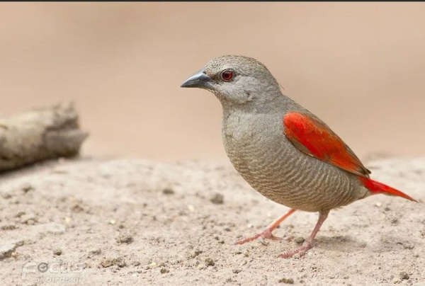 Краснокрылая питилия ( астрильды )