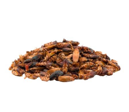 таракан туркменский - замарозка