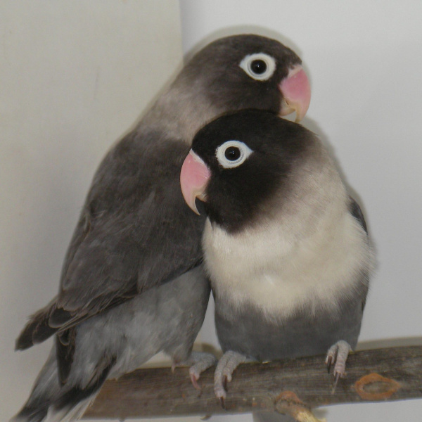 Черный неразлучник1