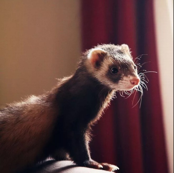 Хорьки ( Mustela)