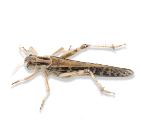 Саранча перелетная (крупная)