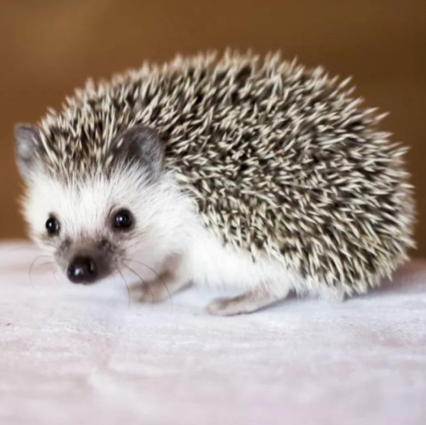 Африканский ёжик (Atelerix)