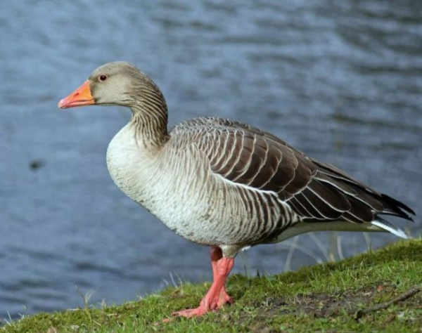 Гусь серый