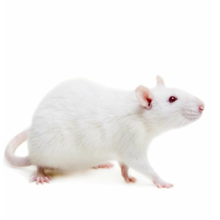 Крыса взрослая