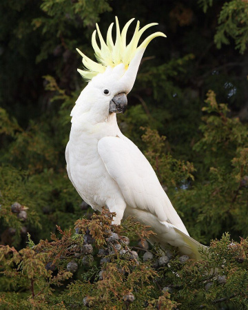 Cacatua_galerita_2_-_Austin's_Ferry