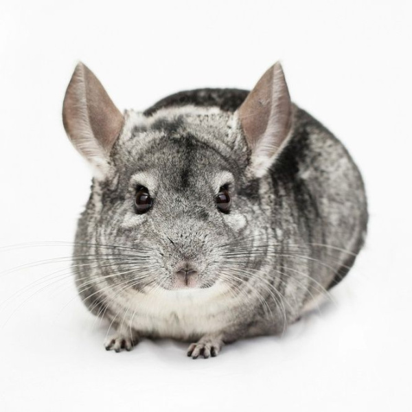 Шиншилла ZooStore