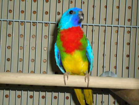 neophema_sptendida