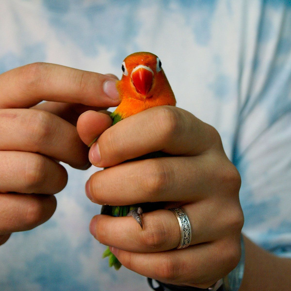 Ручной неразлучник фишера