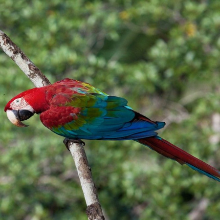 Зеленокрылый