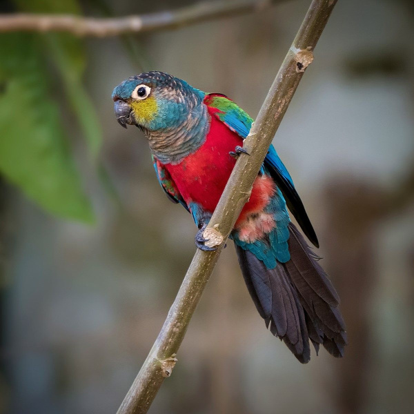 перрура перлата