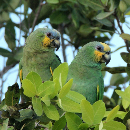 Винесуэльский амазон