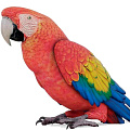 Крупные попугаи
