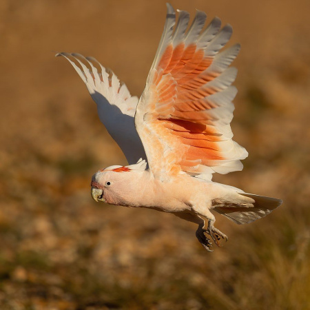 Major_Mitchell's_Cockatoo_-_Mt_Grenfell