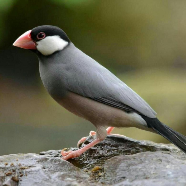 Рисовая Амадина