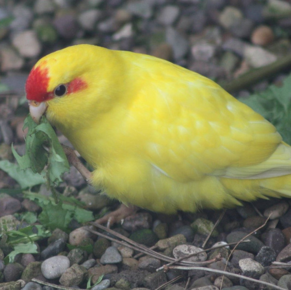 Какарик желтый2