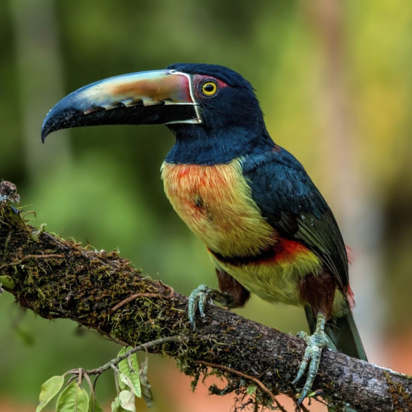 Красногрудый Арасари