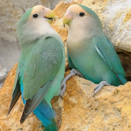 Персиковый неразлучник1