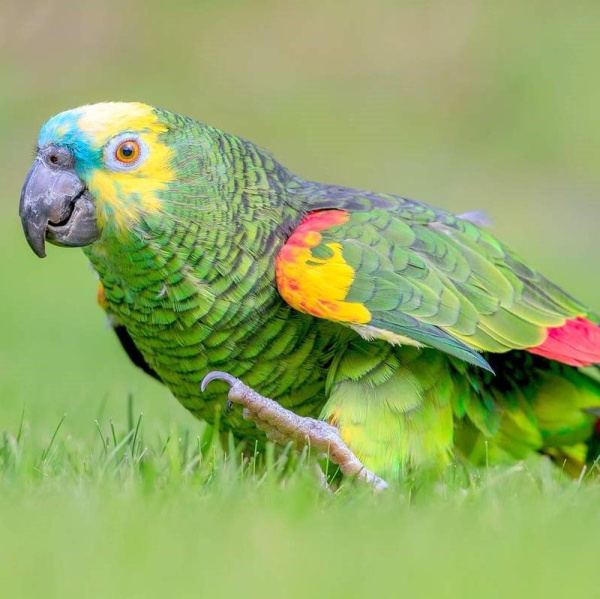 Синелобый амазон 12