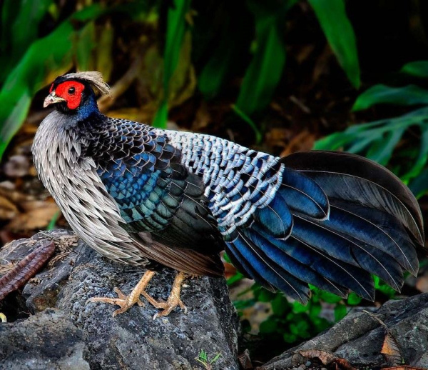 Непальский фазан (Cacatua alba)