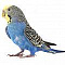 Мелкие попугаи