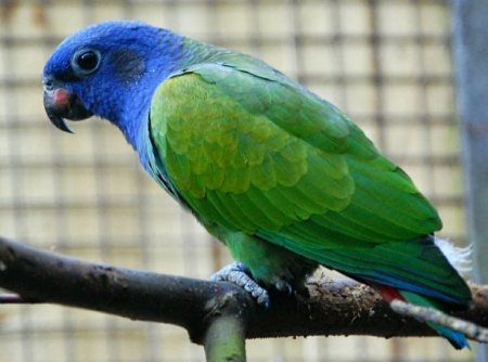 Синеголовый красногузый попугай (Pionus menstruus)