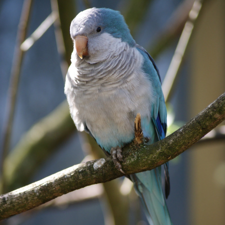 Монах синий