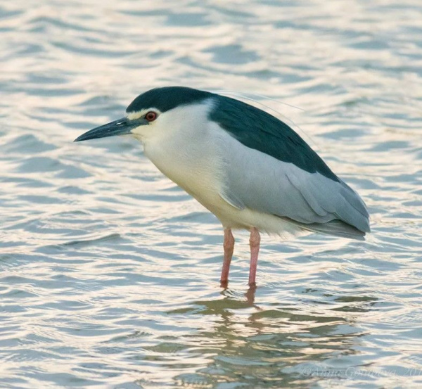 Кваква обыкновенная