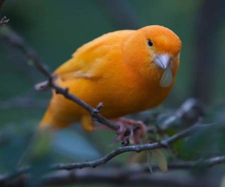 Красный кенар1