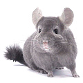 Домашние шиншиллы Домашние шиншиллы