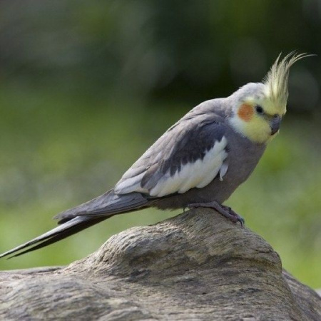 Корелла щекастая1